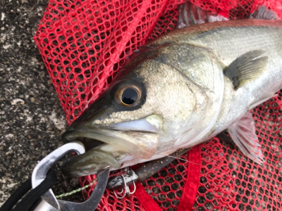 切られたー＿ﾉ乙(､ﾝ､)_