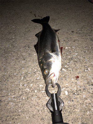 マイポイント強い！