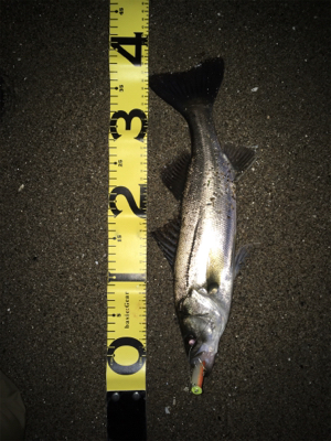 シーバス釣行⑤