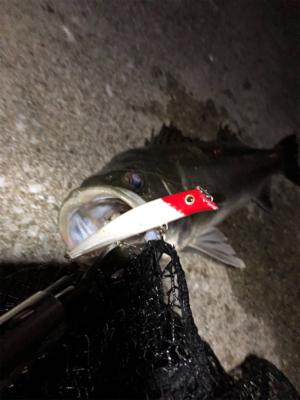 四日市バチシーバス