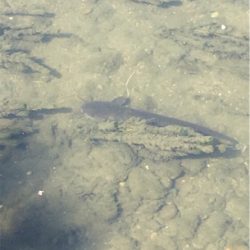 デイナマズゲーム