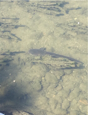 デイナマズゲーム