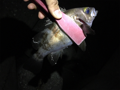 まだまだこれから