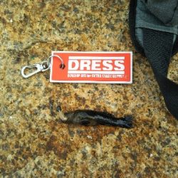 今年三度目の正直