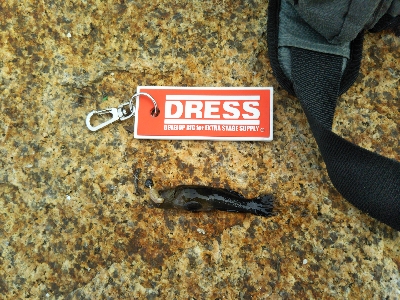 今年三度目の正直