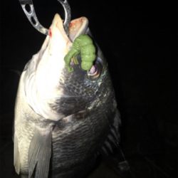 淀川ブリームゲーム カスタムナスキーでキビレ4