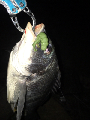 淀川ブリームゲーム カスタムナスキーでキビレ4