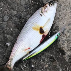 あ〜‼️ タチウオ釣りたい❗️