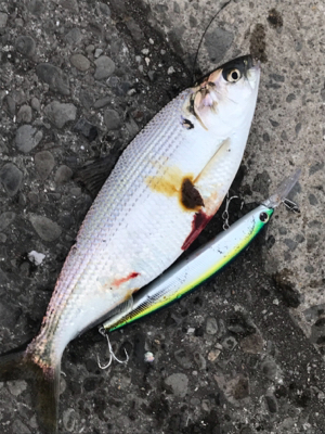 あ〜‼️ タチ…