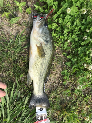 ヤマセンコー2インチ最強説