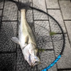 5ヒット3バラシ