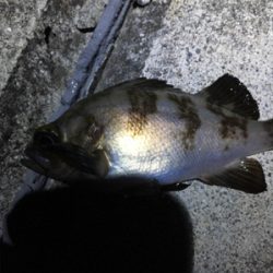 メバリング期待はずれの渋さ