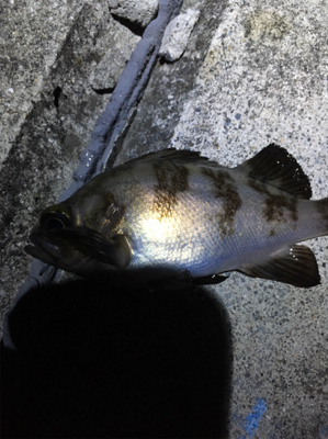 メバリング期待はずれの渋さ