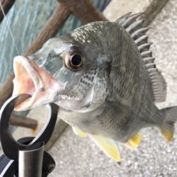 風強かったけど、なんとか一匹。