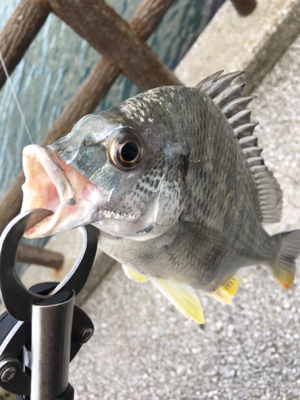 風強かったけど、なんとか一匹。
