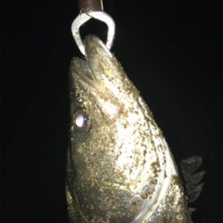 今年初シーバス♪