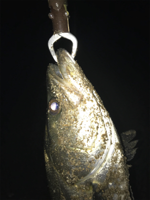 今年初シーバス♪