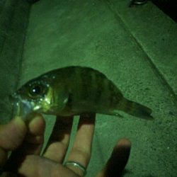 雨後、強風でメバルはタフコン