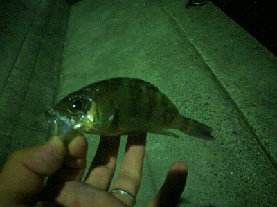 雨後、強風でメバルはタフコン