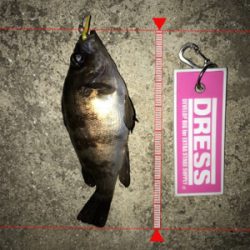 雨上がりのメバリングは…