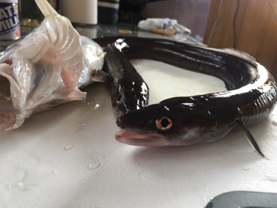 まさかのウナギ(？)