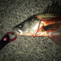 なかなか高活性(^^)