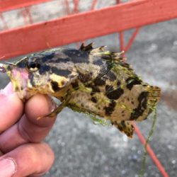 親父たちのメバル