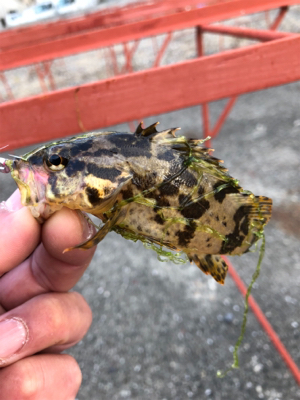 親父たちのメバル