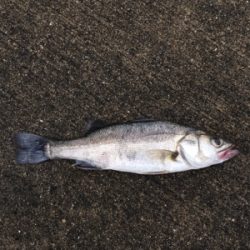 朝マヅメからガシリング