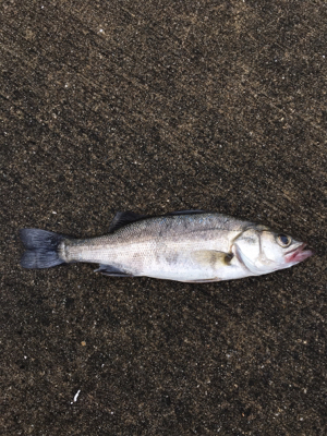 朝マヅメからガシリング