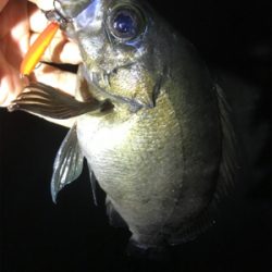 メバルプラッキング♪