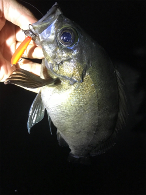 メバルプラッキング♪