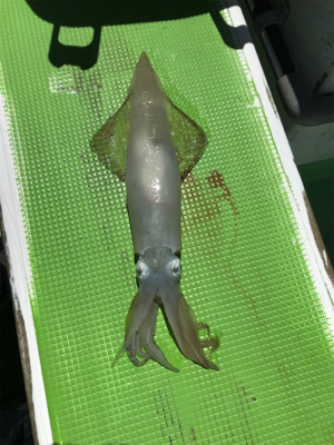 イカ釣れました