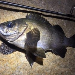 爆風メバリング