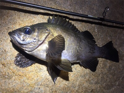 爆風メバリング