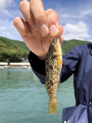 福井県 田島海水浴場でチビガシラとベラ
