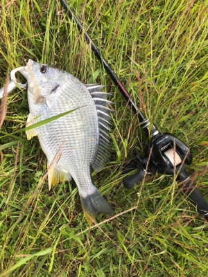 強風ベイトチニング