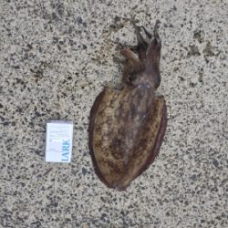 モンゴイカエギング