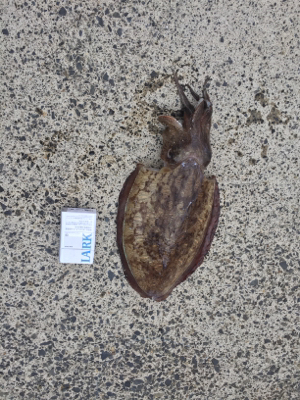 モンゴイカエギング