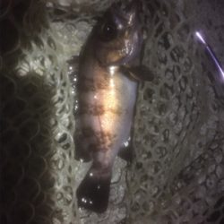 プラッキングメバル