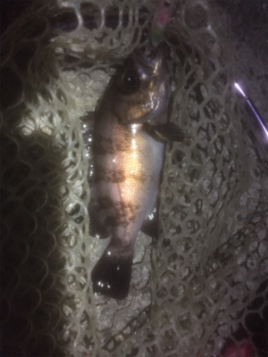 プラッキングメバル