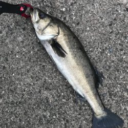 日曜日シーバス