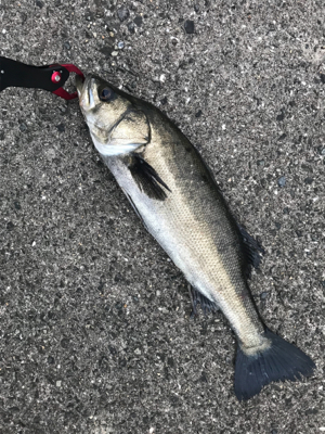 日曜日シーバス