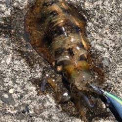 これ春イカ？！