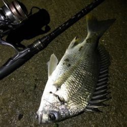 ぶっつけ本番初チニング！(釣行 其の弐拾四)