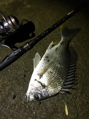 ぶっつけ本番初チニング！(釣行 其の弐拾四…