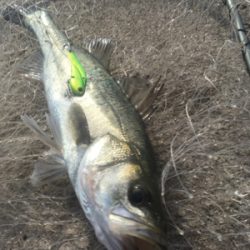 夕方デイゲーム