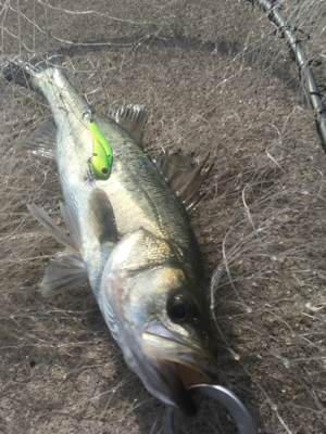 夕方デイゲーム