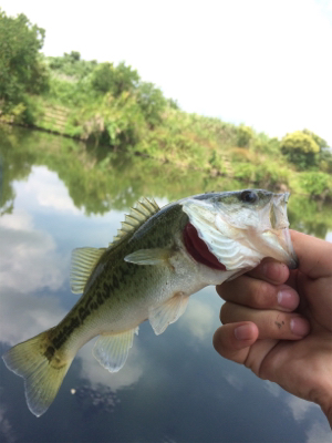 ちょいセコ釣り