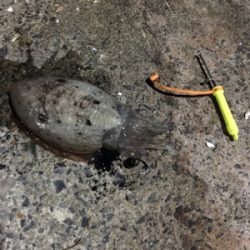 コウイカ 釣行